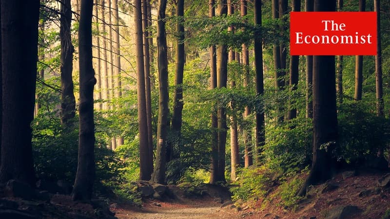 Climate change: the trouble with trees